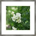 Sweet Pea Cathy Flowers In An English Garden Framed Print