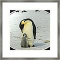 Sweet Penguins Framed Print