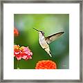 Sweet Promise Hummingbird Square Framed Print