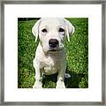 Sweet White Lab Puppy Framed Print