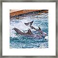 Swimming With Dolphins, Xcaret, Mexico Framed Print