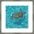 Swimming With The Turtles Framed Print