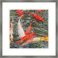 Swirling Goldfish Framed Print