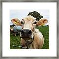 Swiss Cow Framed Print