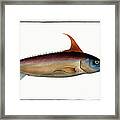 Sword Fish Framed Print