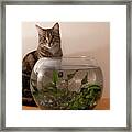 Tabby Cat And Fish Bowl Framed Print