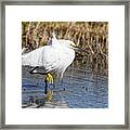 Tailwind -- Snowy Egret At San Luis National Wildlife Refuge, California Framed Print