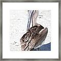 Close Up Of Pelican Framed Print