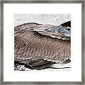 Close Up Of A Napping Pelican Framed Print