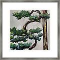 Tall Cascading Bonsai Tree Framed Print