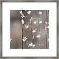 Tall Grass With White Seeds Framed Print
