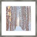 Tall Pines In Winter Framed Print