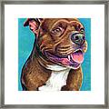 Tallulah The Staffordshire Bull Terrier Dog Framed Print