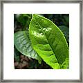 Tea Leaf Growing Framed Print