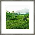 Tea Plantation Framed Print
