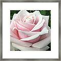 Tea Rose Framed Print