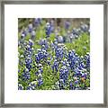 Texas Bluebonnets 12 Framed Print