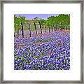 Texas Heaven -bluebonnets Wildflowers Landscape Framed Print