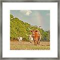 Texas Longhorn Cattle Under A Rainblow Framed Print