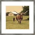 Texas Longhorn Cow And Calf Framed Print