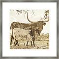 Texas Longhorn Cow And Calf In Sepia Framed Print