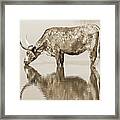Texas Longhorn Cow Print In Sepia Framed Print