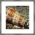 Textile Cone Shell Framed Print