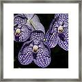 Textured Orchid Flowers 2 Framed Print