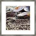 The Beach Framed Print