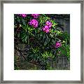 The Beauty Of Roan Mountain Framed Print