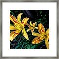 The Beauty Of The Garden Lily Framed Print