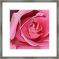 The Beauty Of The Rose Framed Print