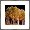 The Birch Trees Framed Print