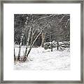 The Birches Of Orris Road Framed Print