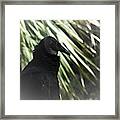 The Black Vulture Framed Print