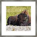 The Bohemian -- American Bison In Yellowstone National Park, Wyoming Framed Print