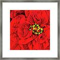 The Christmas Rose Framed Print