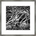 The Claw Framed Print