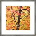 The Colors Of Fall Framed Print