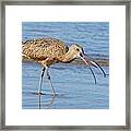 The Crab's Demise - Long-billed Curlew Framed Print
