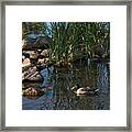 The Duck Between The Reeds And The Rocks Framed Print