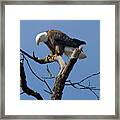 The Eagle Has Landed Framed Print