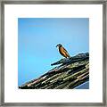The Early Bird Gets The Worm Framed Print