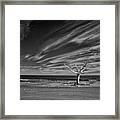 The Enduring Tree Framed Print