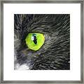 The Eye Of A Cat In Oil Framed Print