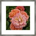 The Five Roses Greeting Card Framed Print