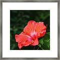 The Flower And The Lady Bug Framed Print