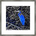 The Great Blue Heron Framed Print