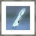 The Great Dancing Egret Framed Print