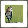 The Green Heron Framed Print